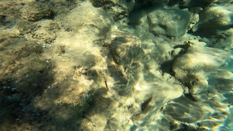 Ein-Junge-Taucht-Tief-Und-Schwimmt,-Um-Eine-Koralle-Zu-Erreichen-Und-Einen-Fisch-Zu-Berühren,-Urlaub-In-Griechenland