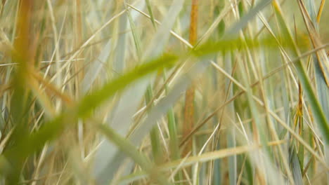 Dune-Grass-in-the-wind-at-Baltic-Sea-Slow-Motion-Dolly-in-Macro-Shot