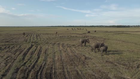 Aerial-Drone-Shot-Circling-Around-Three-Large-Grey-Elephants-Grazing-on-a-Farmland