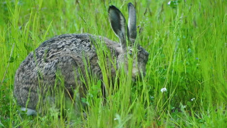Close-up-of-a-hungry-rabbit-hare-eating-grass-on-a-grass-field