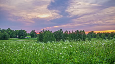 Clouds-moving-in-sky-at-sunset-in-rural-countryside-landscape-with-dandelions-in-foreground-and-trees-in-background