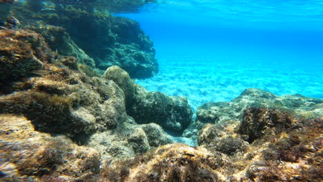 Underwater-view-of-a-coral-in-Greece-near-the-coast,-algae-move-with-the-current,-summer
