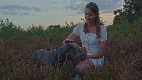 Young-woman-petting-American-Staffordshire-terrier-while-kneeling-in-a-beautiful-heather-field-at-dusk