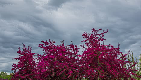 Low-angle-shot-of-pink-lilac-flowering-tree-in-a-floral-garden-on-a-cloudy-day-in-timelapse