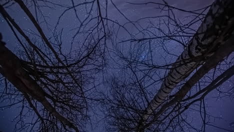Tranquil-peaceful-serene-time-lapse-of-stars-moving-above-birch-trees-at-night,-looking-up