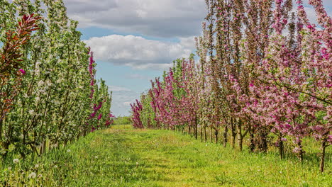 Cloudscape-over-a-row-of-apple-trees-in-an-orchard-with-spring-blossoms---time-lapse