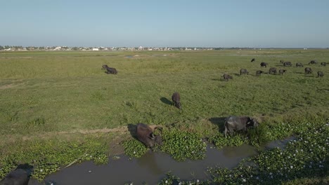 Aerial-Drone-Shot-Circling-Around-a-Heard-of-Black-Cows-Grazing-on-a-Wetland-Near-a-City