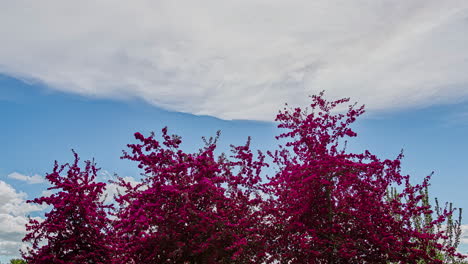 Time-lapse-of-Lagerstroemia-indica-or-crape-myrtle-treetop-and-clouds-moving-in-the-sky