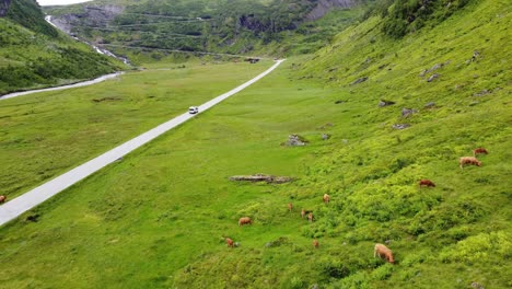 Car-driving-through-lush-green-mountain-valley-and-heading-for-Vikafjell-mountain-crossing-in-western-Norway---Cattle-grazing-close-to-road-in-foreground