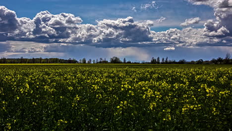 Cumulus-clouds-drifting-over-a-planted-farmland-field-of-rapeseed-on-a-windy-day---zoom-out-time-lapse