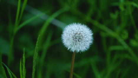 Close-up-of-a-lonely-dandelion-in-a-grass-field