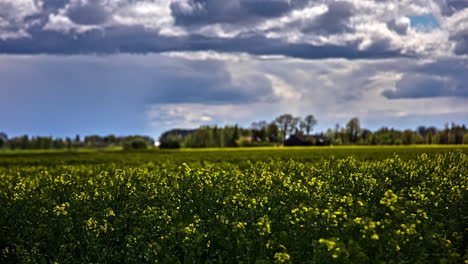 Clouds-over-a-farm-field-of-rapeseed---focus-on-the-flowers-with-defocused-cloudscape-time-lapse