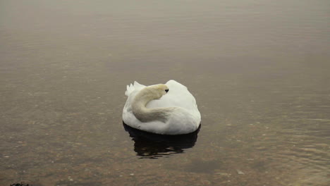 Sleeping-Swan-on-a-lake-in-slow-motion
