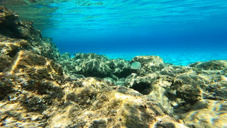 Vista-Submarina-De-Un-Coral-Y-Algunos-Peces-En-Grecia,-Mar-Mediterráneo
