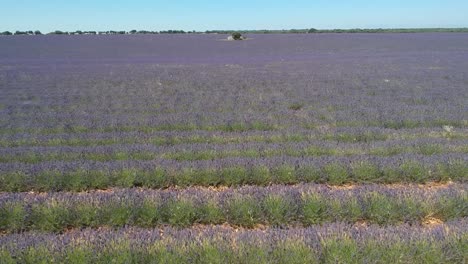 Aerial-flying-forward-over-beautiful-Lavender-fields