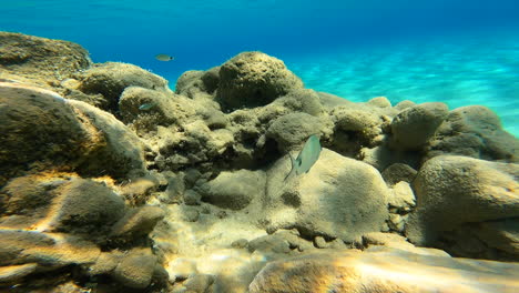 Unterwasseransicht-Einer-Koralle-In-Griechenland,-Die-Action-Cam-Folgt-Einem-Kleinen-Fisch