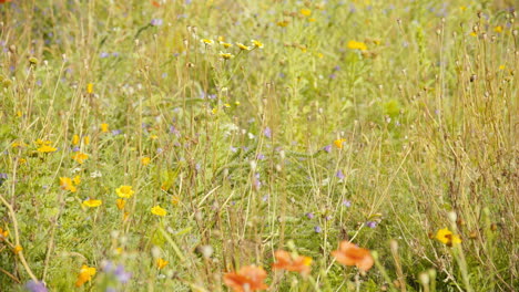 Field-of-summer-meadow-flowers-close-up-4K
