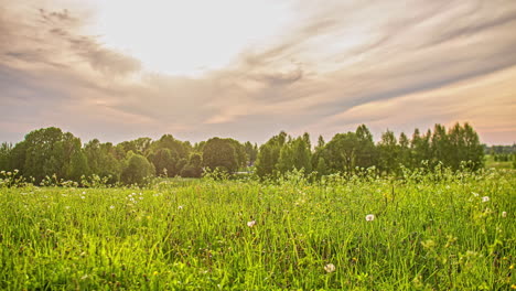 Low-angle-shot-of-tranquil-wild-white-flower-meadow-in-timelapse-with-white-clouds-passing-by-during-evening-time