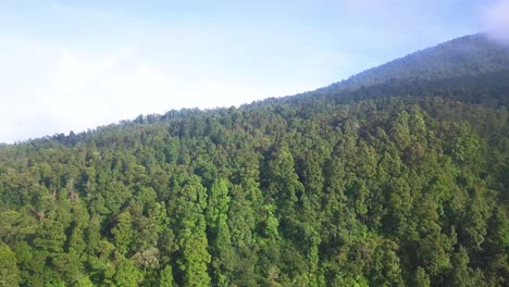 Drone-shot-of-dense-forest