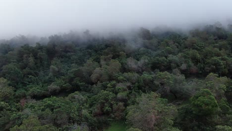 Aerial-footage-floating-above-the-forest-canopy-of-Polipoli-Forest-in-Maui,-Hawaii