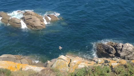 Following-a-seagull-flying-over-the-cliff-in-the-sea,-sunny-day,-top-view,-high-shot-turning-left,-Cíes-Islands,-Pontevedra,-Galicia,-Spain