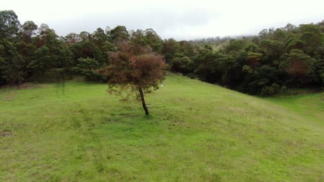 Drohne-Umkreist-Einen-Einsamen-Baum-Isoliert-Auf-Einer-Wiese-Im-Erholungsgebiet-Polipoli-Spring-State-Of-Maui-County