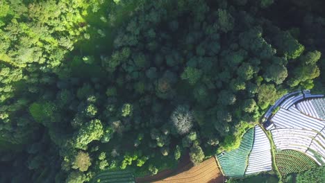 Overhead-drone-video-treetop-of-dense-Tropical-rain-forest-trees-and-vegetable-plantation-bordered-by-valley