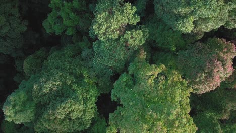 Overhead-Drohnenaufnahmen-Von-Baumwipfeln-Dichter-Tropischer-Regenwaldbäume