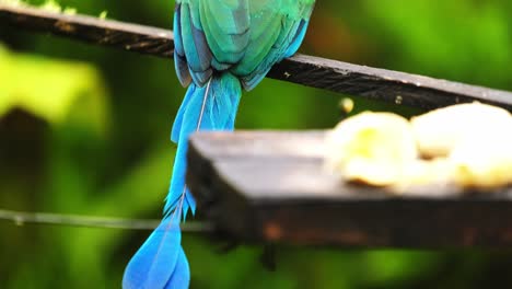 Motmot-Andino--Pájaro-Tropical-Colorido-Barranco-Paseriformes-Andinos