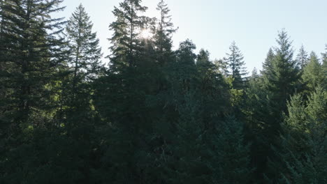 Drone-aerial-of-scenic-of-trees-in-southern-Washington-State