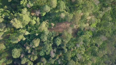 Overhead-Drohnenaufnahmen-Von-Baumkronen-Dichter-Tropischer-Regenwaldbäume-Tropisches-Klimagebiet