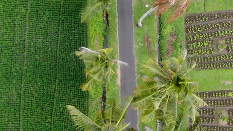 Asphalt-road-surrounded-by-tropical-palm-trees-and-rice-fields,-aerial-top-down-view
