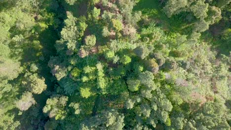 Overhead-Drohnenvideo-Dicht-An-Tropischen-Regenwaldbäumen-Am-Hang-Des-Berges
