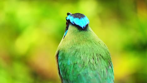 Andean-motmot-tropical-colourful-bird-barranquero-andino-passerine-close-up