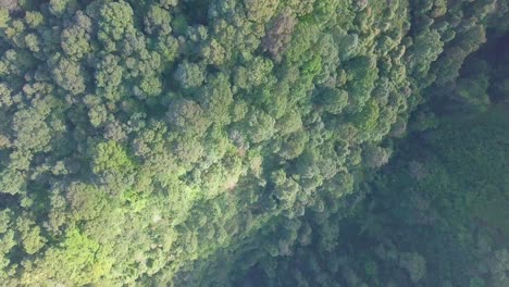 Drohnenvideo-Von-Baumkronen-Dichter-Tropischer-Regenwaldbäume,-Die-Auf-Dem-Tal-In-Einem-Tropischen-Klimagebiet-überwuchert-Sind