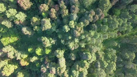 Drohnenvideo-Von-Oben-Nach-Unten,-Dicht-An-Tropischen-Regenwaldbäumen