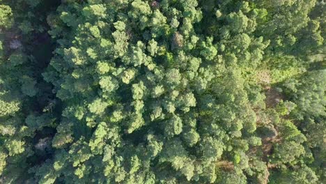 Sun-lighting-forest-trees-in-Indonesian-woodland-during-summer---top-Down-drone