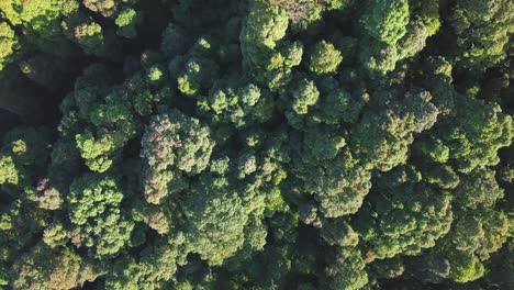 Overhead-aerial-view-of-tree-top-of-dense-Tropical-rain-forest-trees