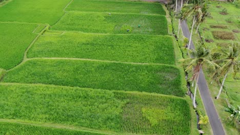 Green-vibrant-fields-of-rices-in-Indonesia-near-asphalt-road,-aerial-view