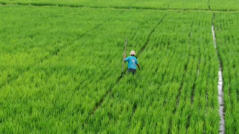 Lonely-farmer-working-in-wet-and-endless-rice-field,-aerial-orbit-view