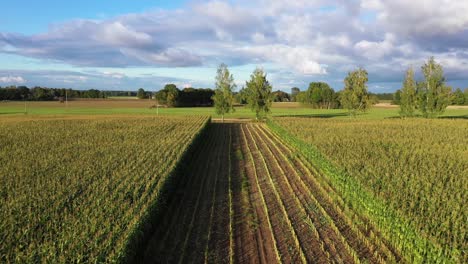 Kultiviert,-Ausgeschnittenes-Lettisches-Ackerland,-Maisfeld,-Luftaufnahme,-Rückwärts-Fliegend