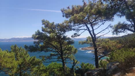 The-sea-and-the-coast-in-the-background-seen-through-the-branches-of-the-trees,-pines-in-the-forest,-sunny-day,-shot-turning-left,-Cíes-Islands,-Pontevedra,-Galicia,-Spain