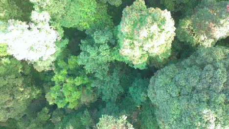 Aerial-top-shot-of-dense-forest