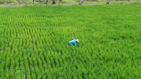 Person-working-with-hand-tool-in-rice-field,-aerial-orbit-view