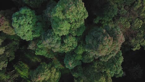 Aerial-top-down-shot-of-dense-green-colored-forest-treetops-on-mountain