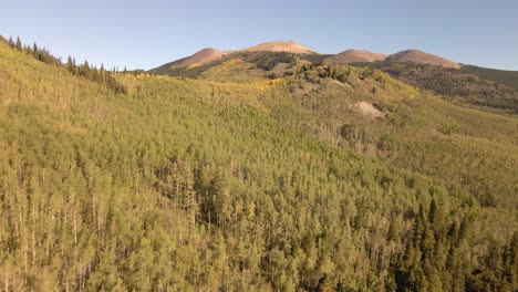 Aerial-view-flying-over-golden-yellow-Aspens-towards-mountain-summits