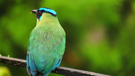 Andean-Motmot--Andean-Rainbow-Colorful-Near-Passerine-Bird