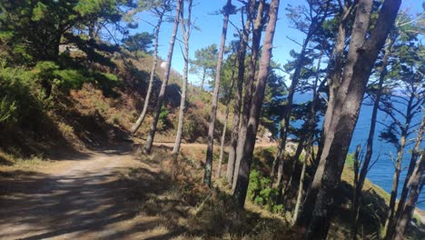 Descending-the-path-of-the-forest-between-pines-with-the-sea-in-the-background-on-a-sunny-summer-day,-shooting-forward,-Cíes-Islands,-Galicia,-Spain