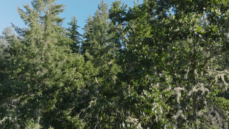 Drohnenantenne-Von-Malerischen-Bäumen-Im-Südlichen-Bundesstaat-Washington-1