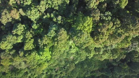 Top-down-drone-video-of-tree-top-of-dense-Tropical-rain-forest-trees-on-the-valley
